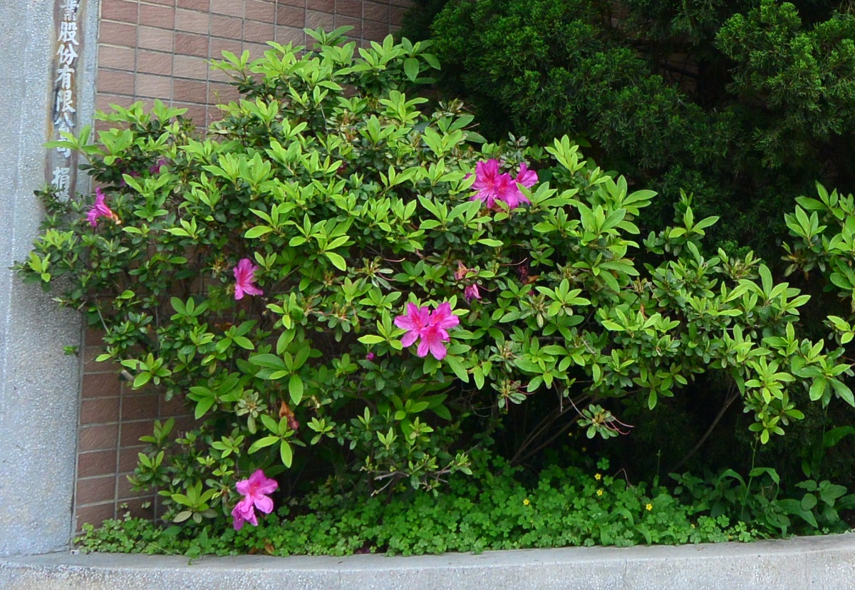 2.杜鵑花，開新視窗